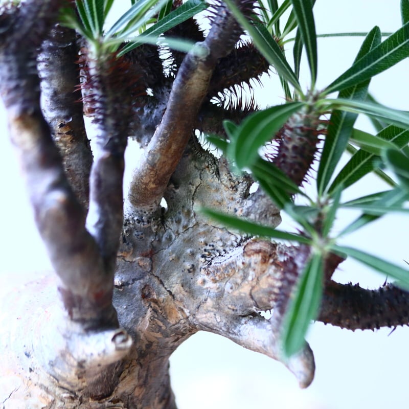 パキポディウム グラキリス 綴化 no.90642 | 芽の巣山