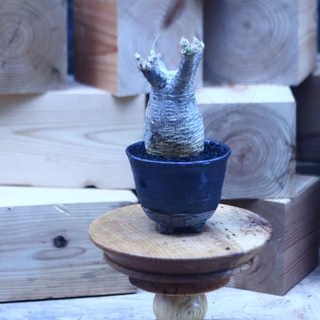 パキポディウム  グラキリス   Pachypodium  gracilius       no.31412