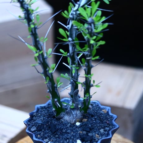 フォークイエリア hyb.／ Fouquieria hyb. （purpusii × fasciculata ） no.100344
