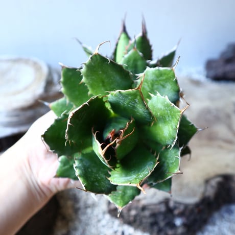 アガベ ホリダ   Agave horrida    no.111018