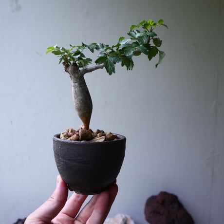 ブルセラ   ファガロイデス  Bursera fagaroides no.90121
