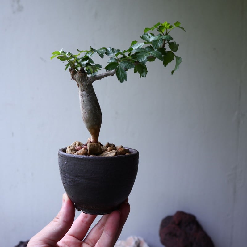 ブルセラ ファガロイデス Bursera fagaroides no.90121 | 芽の巣山