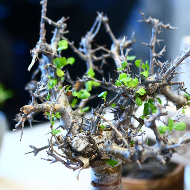 Commiphora wightii × N/OH no.107142 | 芽の巣山