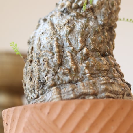 Operculicarya  pachypus × N/OH   no.112-49