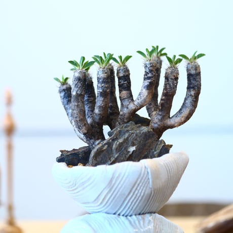 Euphorbia guillauminiana × Yuko Takahashi   no.90311