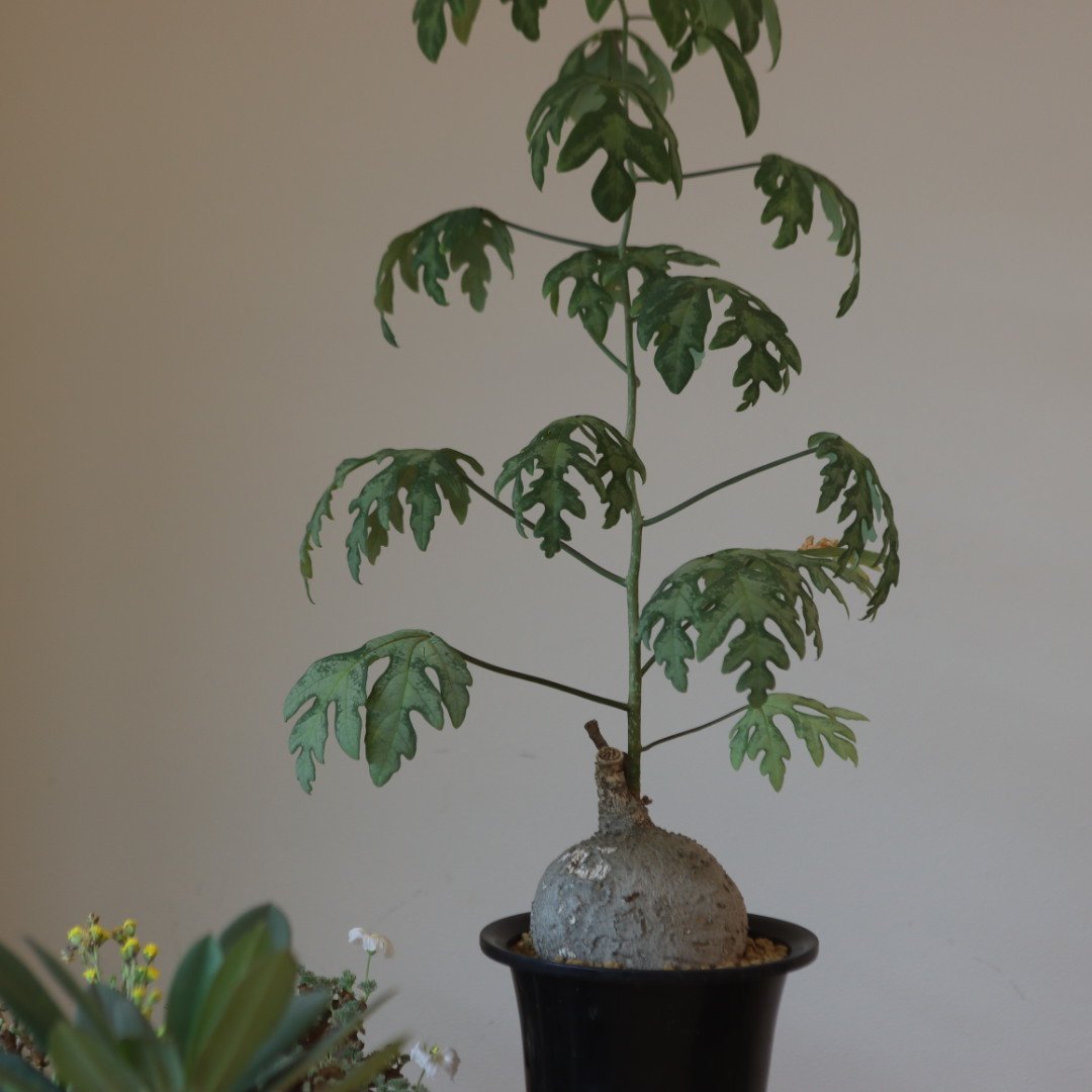 Adenia metamorpha no.920-28 | 芽の巣山