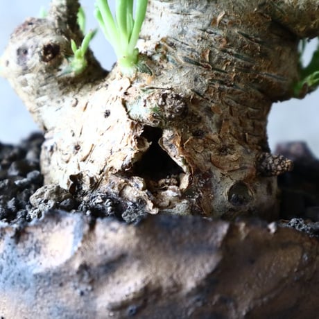チレコドン  ペアルソニー   Tylecodon pearsonii no.016