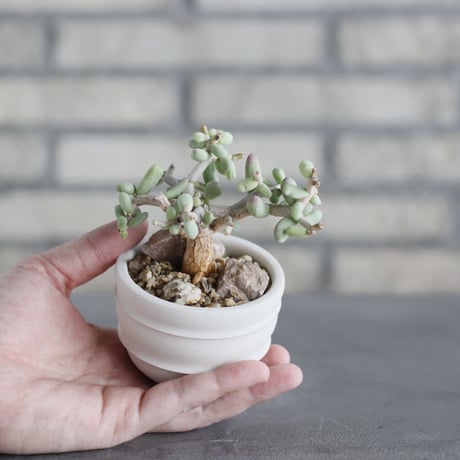 Ceraria pygmaea × takero pot (2.5号)  no.621/56