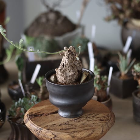 有馬和博 鉢 植木鉢 パキプス アガベ グラキリス 有馬和博 鉢 植木鉢 パキプス アガベ グラキリス