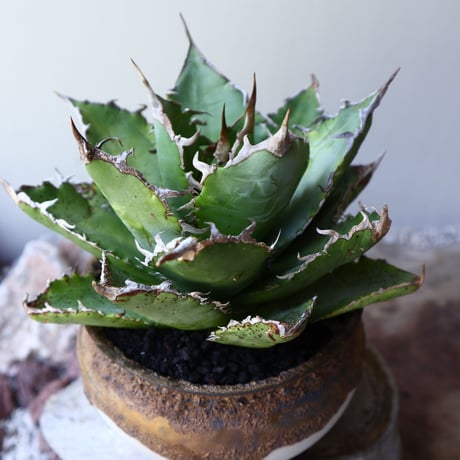 アガベ   チタノタ      Agave titanota   no.60243