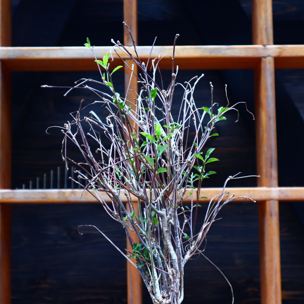 ユーフォルビア マハボボケンシス／Euphorbia mahabobokensis no