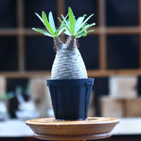 パキポディウム  グラキリス ／Pachypodium  gracilius     no.101735