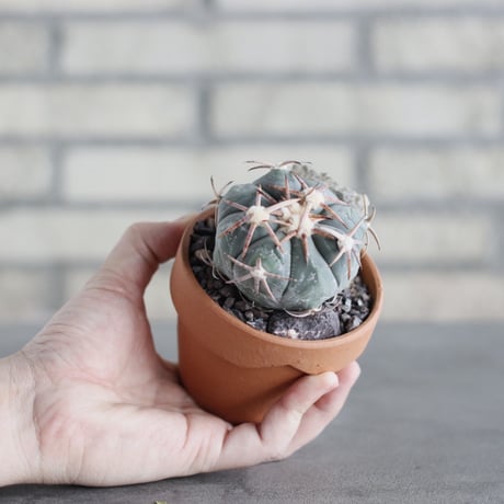 Echinocactus horizonthalonius (花王丸) × YAMABACHI (3号) no.621/49