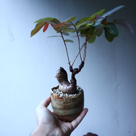 フィランサス   ミラビリス   Phyllanthus mirabilis  no.91501