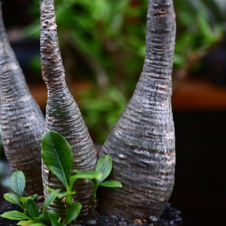 パキポディウム ウィンゾリー／Pachypodium baronii var. windsorii       no.91906