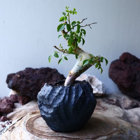 コミフォラ  カタフ v.ターカネンシス    Commiphora kataf ver.turkanensis      no.011