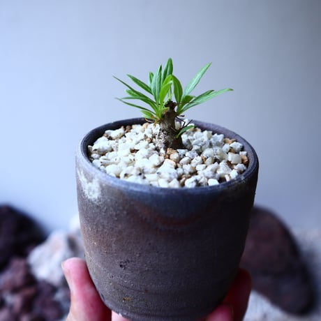 フォークイエリア   プルプシー  挿し木    Fouquieria purpusii   no.62307