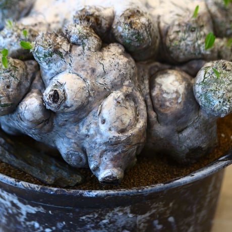 たけろうポット × Pachypodium brevicle    no.72368