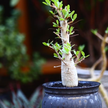 フォークイエリア  コルムナリス  (観峰玉)／Fouquieria columnari   no.91214