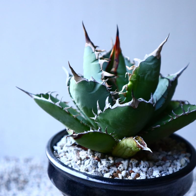 アガベ チタノタ Agave titanota no.121519 | 芽の巣山
