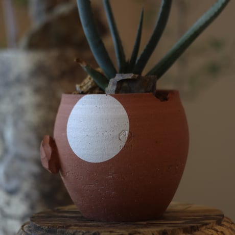 Aloe cryptopoda × N/OH　 no.82541