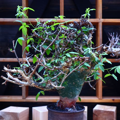 コミフォラ エミニー ／Commiphora eminii   no.60644