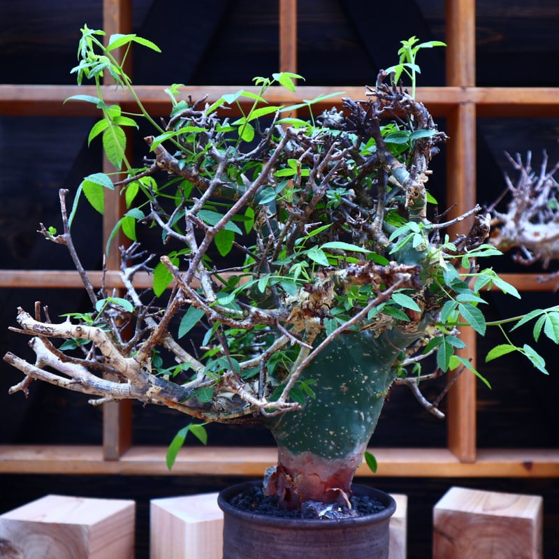 コミフォラ エミニー ／Commiphora eminii no.60644 | 芽の巣山