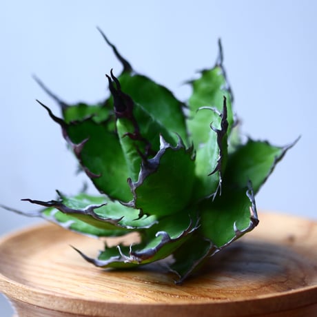 アガベ ホリダ    Agave horrida     no.1025-4