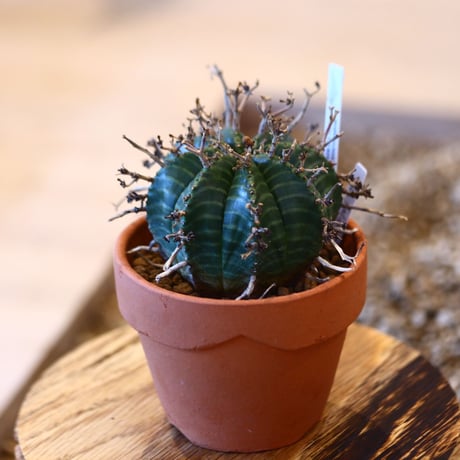 YAMABACHI × Euphorbia valida   no.102265