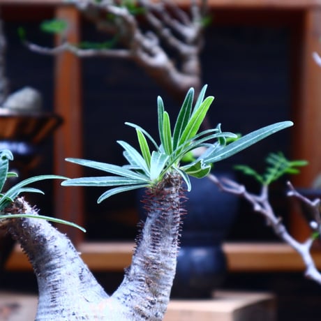 パキポディウム  グラキリス／Pachypodium  gracilius       no.81504