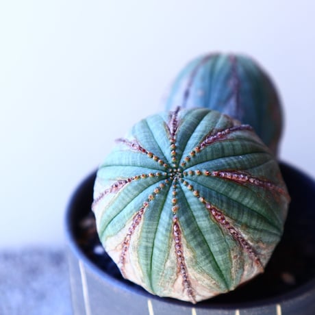ユーフォルビア  オベサ Wヘッド   Euphorbia obesa　no.11202