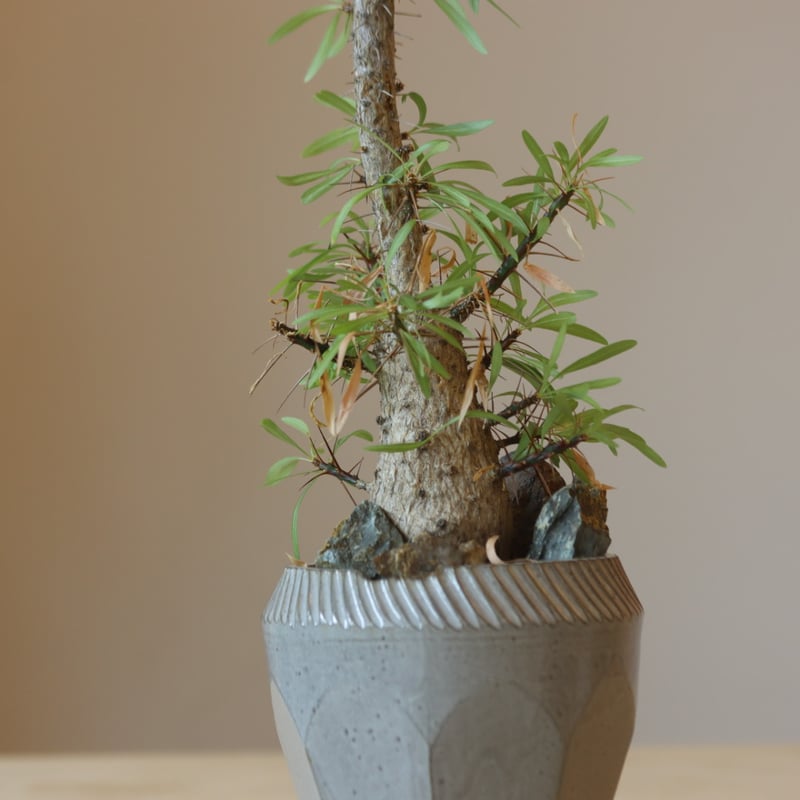 Fouquieria purpusii × N/OH no.228-4 | 芽の巣山