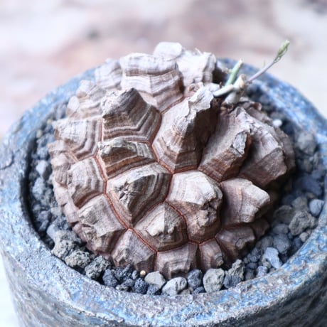 ディオスコレア   亀甲竜    Dioscorea elephantipe     no.90822