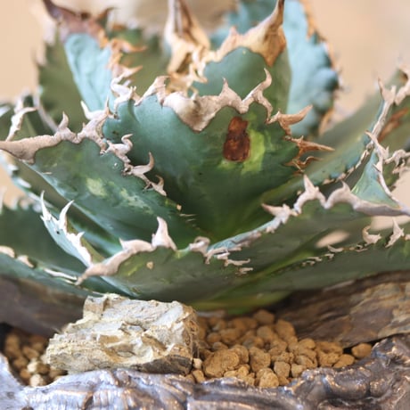 Agave titanota solareclipse × Yuya Morikawa  no.82505
