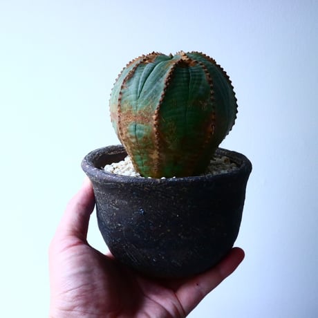 ユーフォルビア  オベサ  Euphorbia obesa  No.029