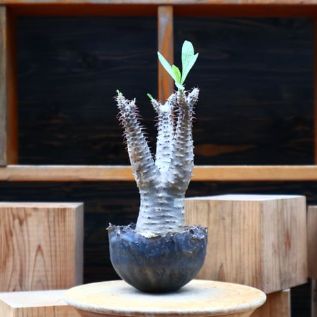 パキポディウム  マカイエンセ／Pachypodium Makayense       no.61943
