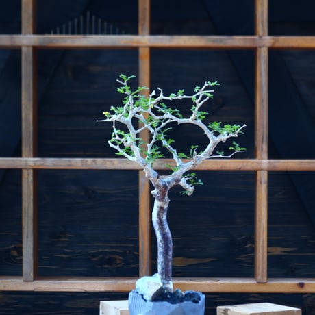 コミフォラ モンストローサ／Commiphora monstrosa   no.100353