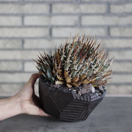 Agave uthaensis var. eborispina  × N/OH (7.5号)  no.510/12