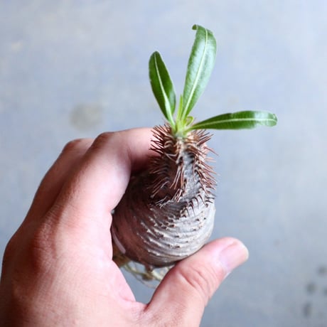 パキポディウム グラキリス   Pachypodium rosulatum var. gracilius no.110318