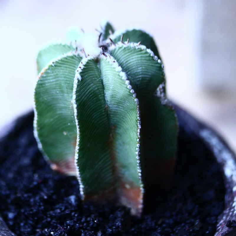 アズテキウム ヒントニー 自根 Aztekium hintonii no.92755