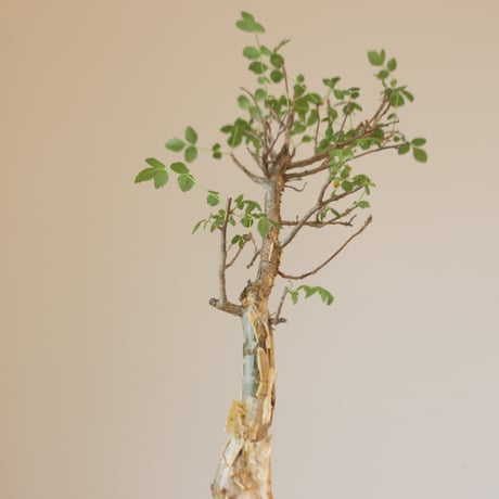 Bursera fagaroides × Atsushi Funakushi (4号鉢)  no.323/14