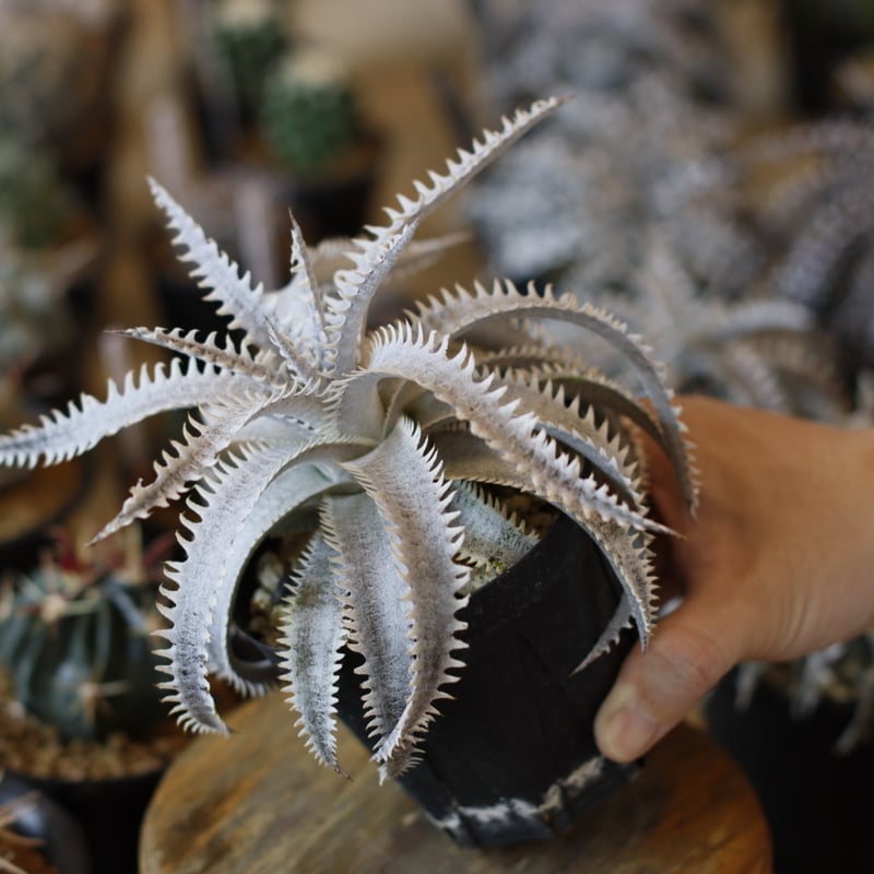 Dyckia 'Sagittarius' x 'Marathon' (3.5号鉢) no.1