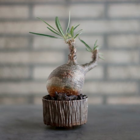 CATEGORY 2025/10/11 20:00~ | 芽の巣山