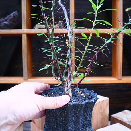 フォークイエリア hyb.／ Fouquieria hyb. （purpusii × fasciculata ） no.60577