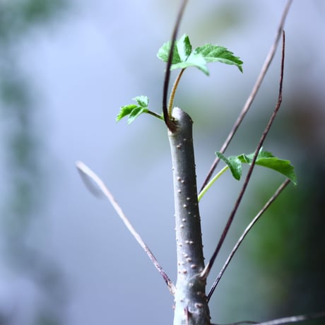 コミフォラ ロンギペデケラータ  Commiphora Longipedecellata   no.71928