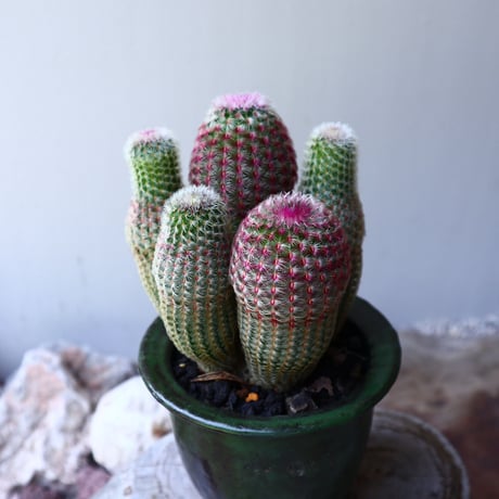 エキノセレウス  ルブリスピヌス   紫太陽    Echinocereus rigidissimus var. rubrispinus   no.60236