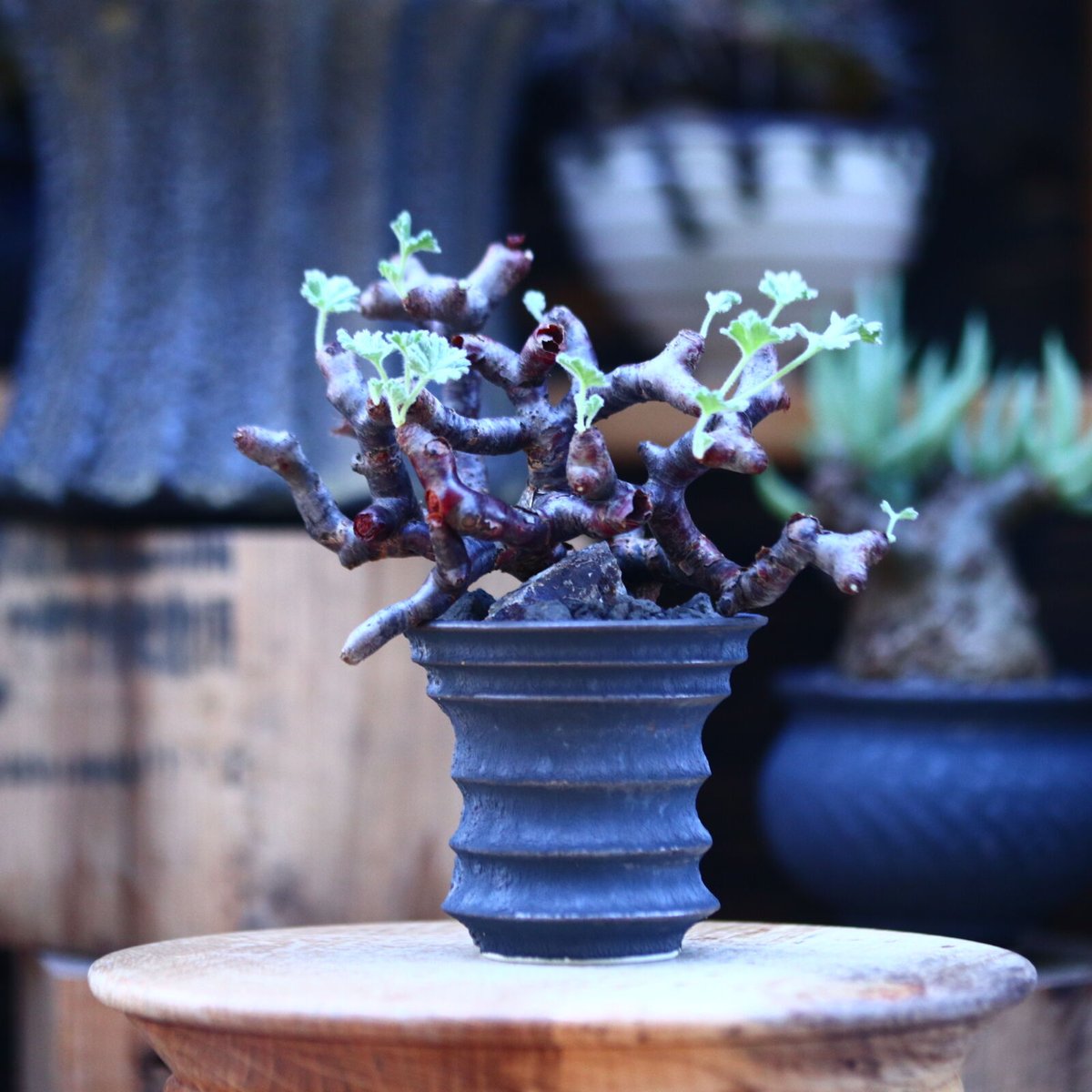 ペラルゴニム ミラビレ／Pelargonium mirabile no.20613 | 芽の巣山