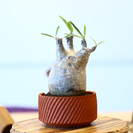 N/OH × Pachypodium  gracilius    no.61834