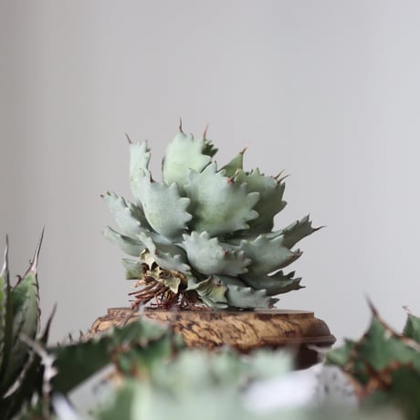 Agave Isthmensis / Style of Chika　no.42182