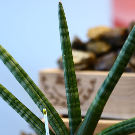 Sansevieria Boncellensis × Kairagi　no.107113